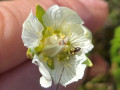 Parnassia
