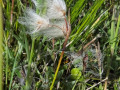 Veenpluis