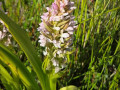 Vleeskleurige-orchis