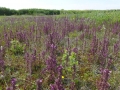 074 Moeraskartelblad Kennemermeer