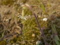 007  Nachtsilene Coepelduynen