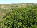 010  Taxus Coepeldduynen
