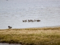 _MG_8395a