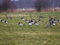 _MG_8442a