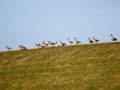 _MG_8506a