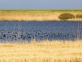 _MG_8538a