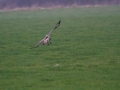 IMG_8733 buizerd alleen