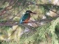 5561-ijsvogel-v2
