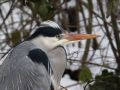 5592-reiger