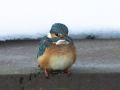 5708-ijsvogel-vrouv