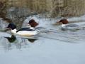 08-DSC08971-