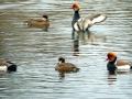 10-DSC09115-