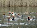 11-DSC09129-