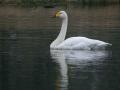 12-DSC08987-