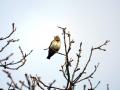 16-DSC09196-
