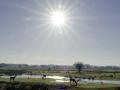 16-DSC05268-Damherten-Haasveld.