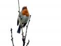 23-DSC04156-Roodborst.