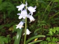 Wilde Hyacint