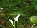 Wilde hyacint (wit)
