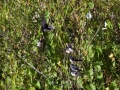 _MG_2460a