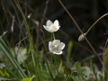 _MG_2496 Parnassia