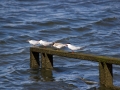 _MG_2507a