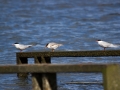 _MG_2537a