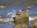 _MG_2561a