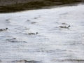 _MG_2585a