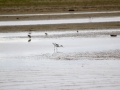 _MG_2626a