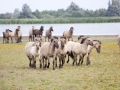 _MG_2645a