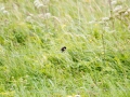 _MG_2663a