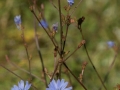 Wilde cichorei