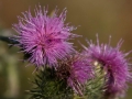speerdistel