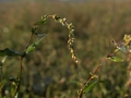 waterpeper1