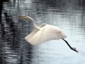 04-DSC00924-Grote-zilverreiger.