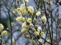 12-DSC00710-