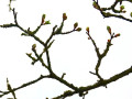 13-DSC00732-