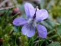 31-DSC01097-Bosviooltje
