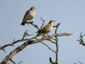 34-DSC01155-