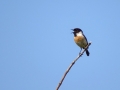 DSC08433 Roodborsttapuit.