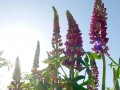 06-DSC00011-Lupine.