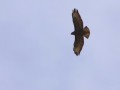 18-DSC00507-Buizerd.
