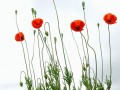 23-DSC00427-.