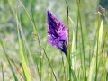 31-DSC00642-