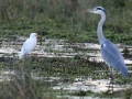 Koereiger_Blauwe Reiger