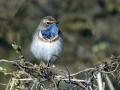 05-DSC07987-Blauwborst_