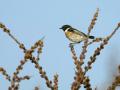 06DSC07993-Roodborsttapuit_