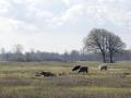 07-DSC08002-Lentevreugd_