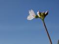 10-DSC08119-Pinksterbloem_